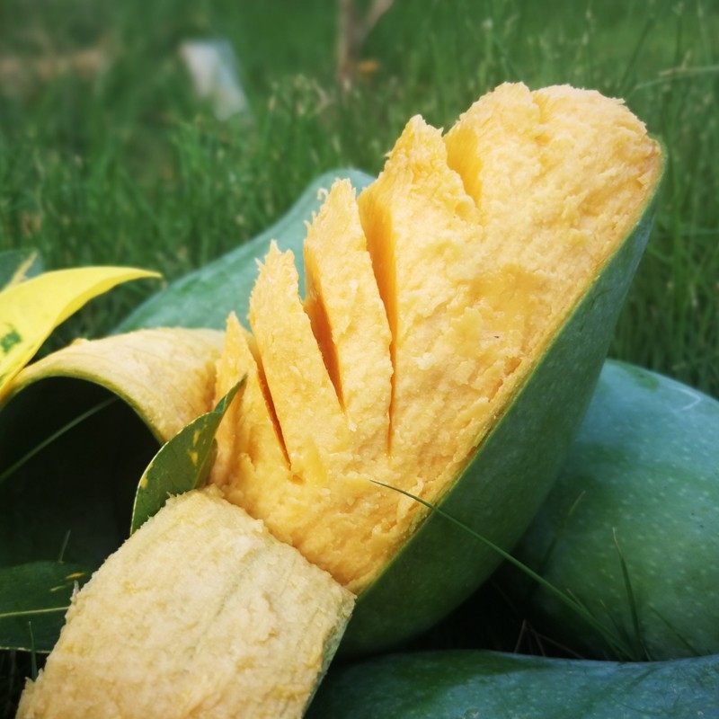 广西盒装礼盒大果新鲜水果当季青皮百色香芒芒果