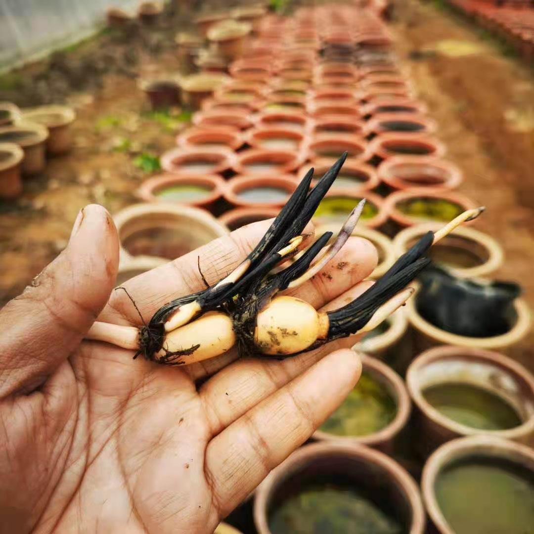 花苞碗莲成品苗带小荷花苗根茎迷你荷花四季花卉