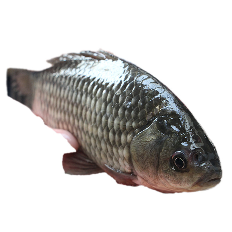 4斤活鱼宰杀洪湖鲫鱼新鲜现杀包邮鲜活野鱼湖区活鲫鱼小河鱼湖养