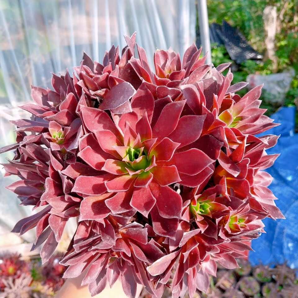 法师植物正版火凤凰孔雀群生老桩多肉新法师三仙多肉植物