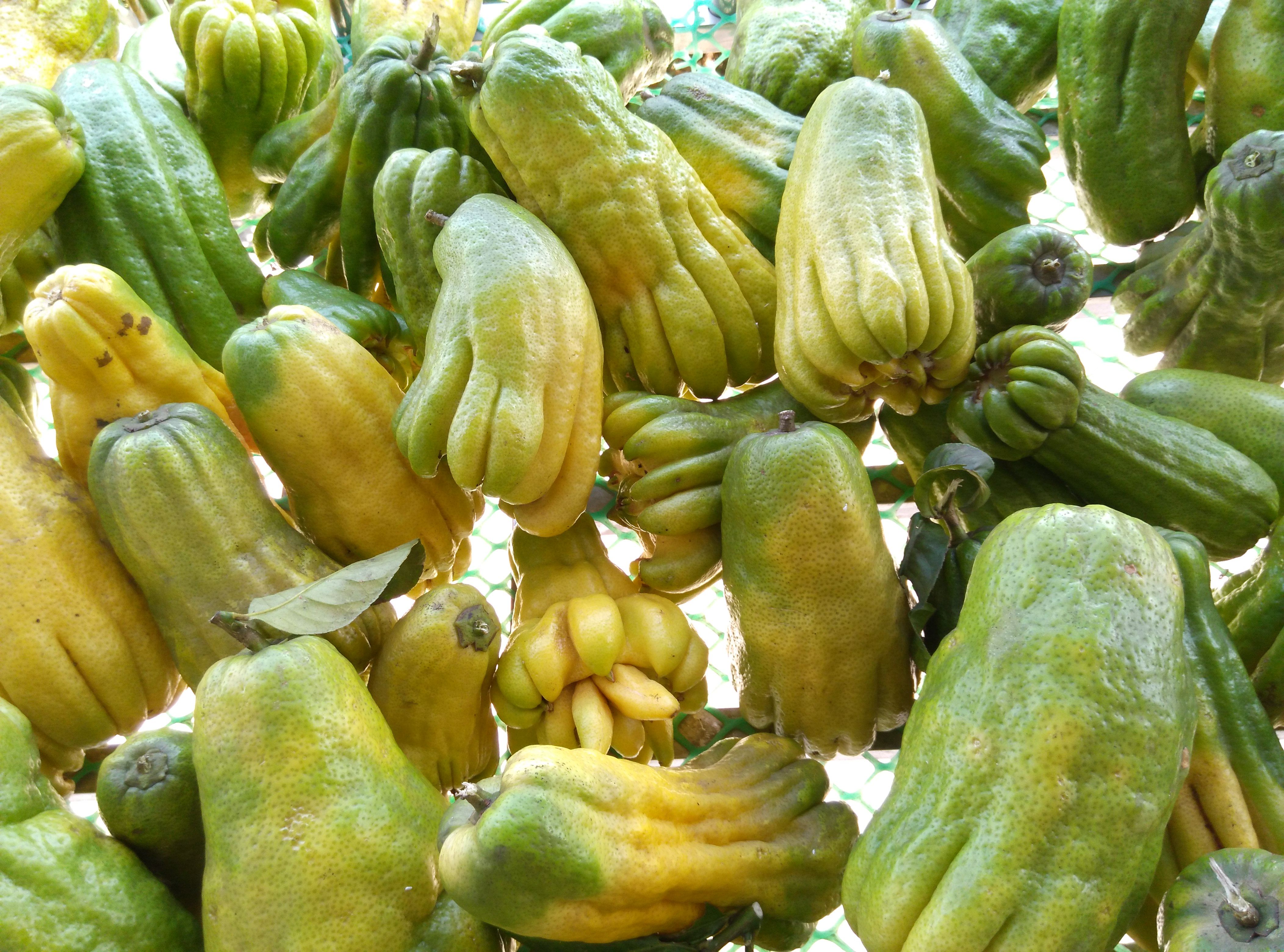 佛手鲜果果实中药材果可带枝水养新鲜香橼特产佛手果