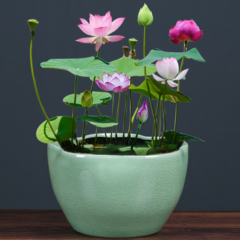 哥窑陶瓷专用花盆水养植物一叶睡莲盆缸铜钱花盆