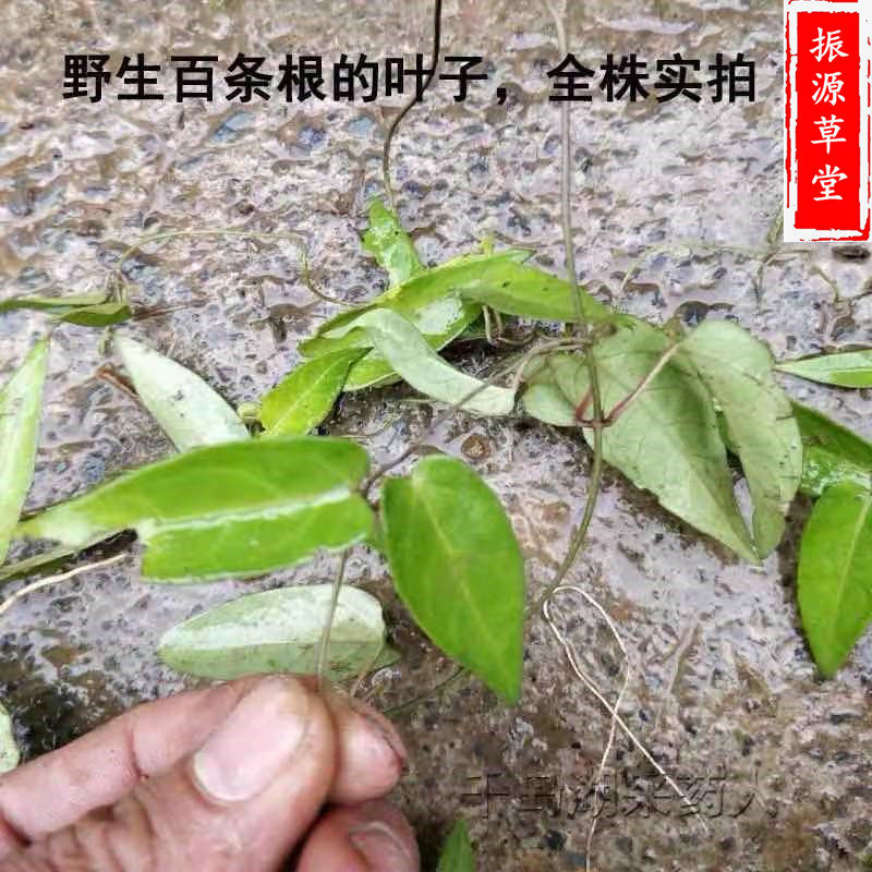 新货野生青草草药七层层楼娃儿藤根老公中药材其他药食同源食品