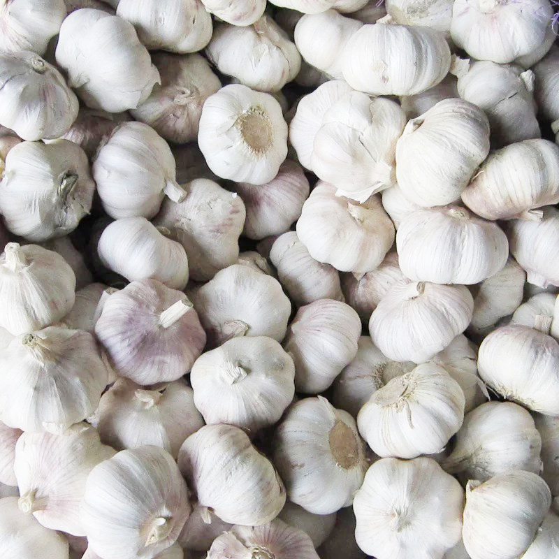 19年山东金乡大蒜子新鲜大蒜干大蒜头紫皮红皮大蒜头2斤两件5斤