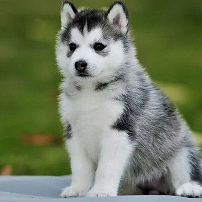 纯种哈士奇犬三把火蓝眼二哈雪橇犬阿拉斯加幼犬活体家养宠物狗狗