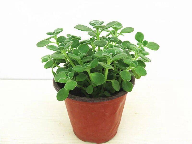 植物一抹抹香室内盆栽花卉办公桌碰碰驱虫香草绿植