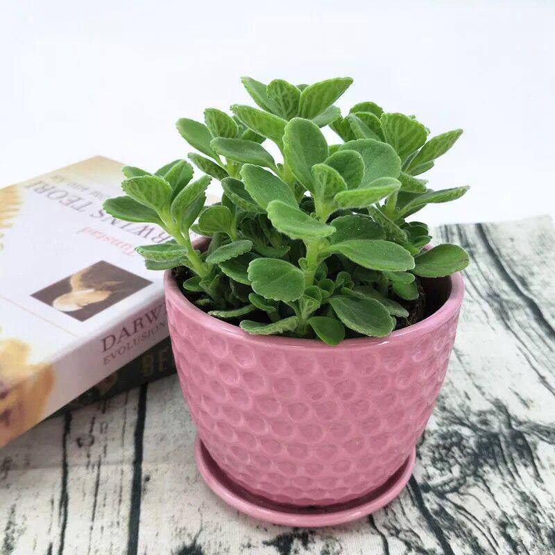 植物一抹抹香室内盆栽花卉办公桌碰碰驱虫香草绿植