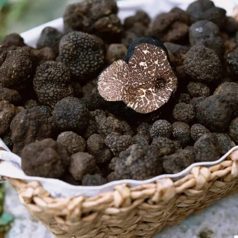 野生攀枝花黑松500g新鲜现摘食用四川特产猪拱新鲜松茸