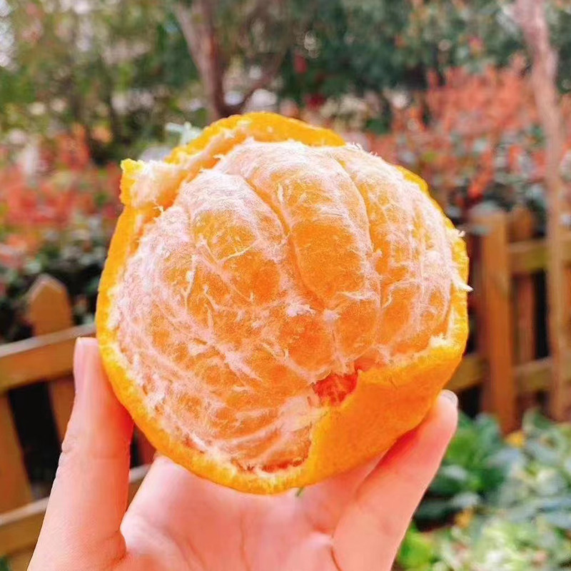 攀枝花不打打蜡沃柑10斤新鲜无籽无核当季孕妇桔子