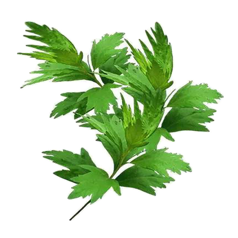 艾草草苗大叶药用蕲艾艾蒿泡脚艾灸四季种植宿根