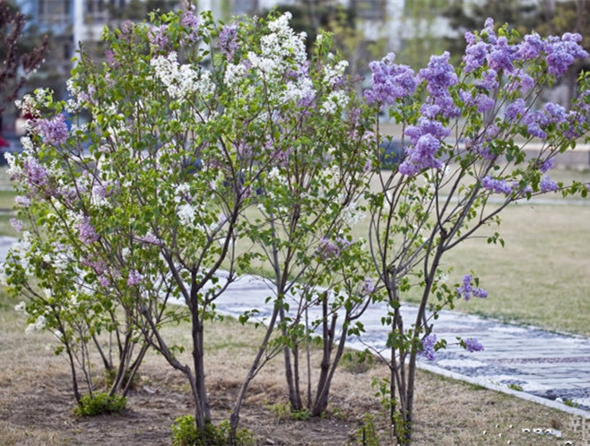 树苗丁香丛生单杆嫁接粉白红紫花色齐全庭院观叶