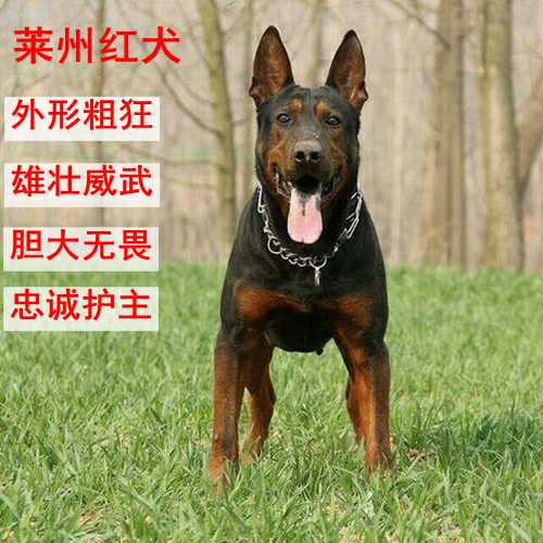 纯种莱州红幼犬活体大型护卫犬苏联红大型猛犬看家护院