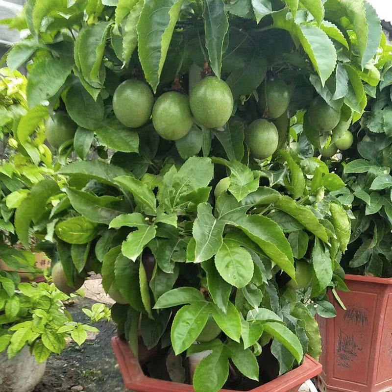 百香果苗特大黄金果苗紫香台农地栽盆栽阳台爬藤当年结果四季果树