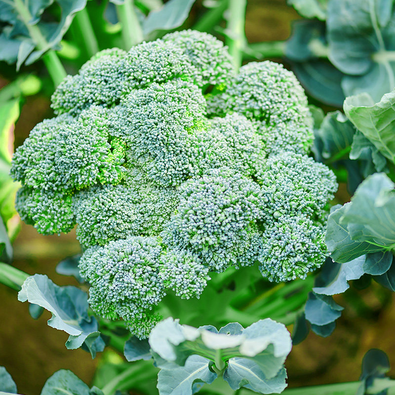 绿源禾心 有机西兰花 花椰菜西蓝花 新鲜现摘蔬菜顺丰 约1斤装