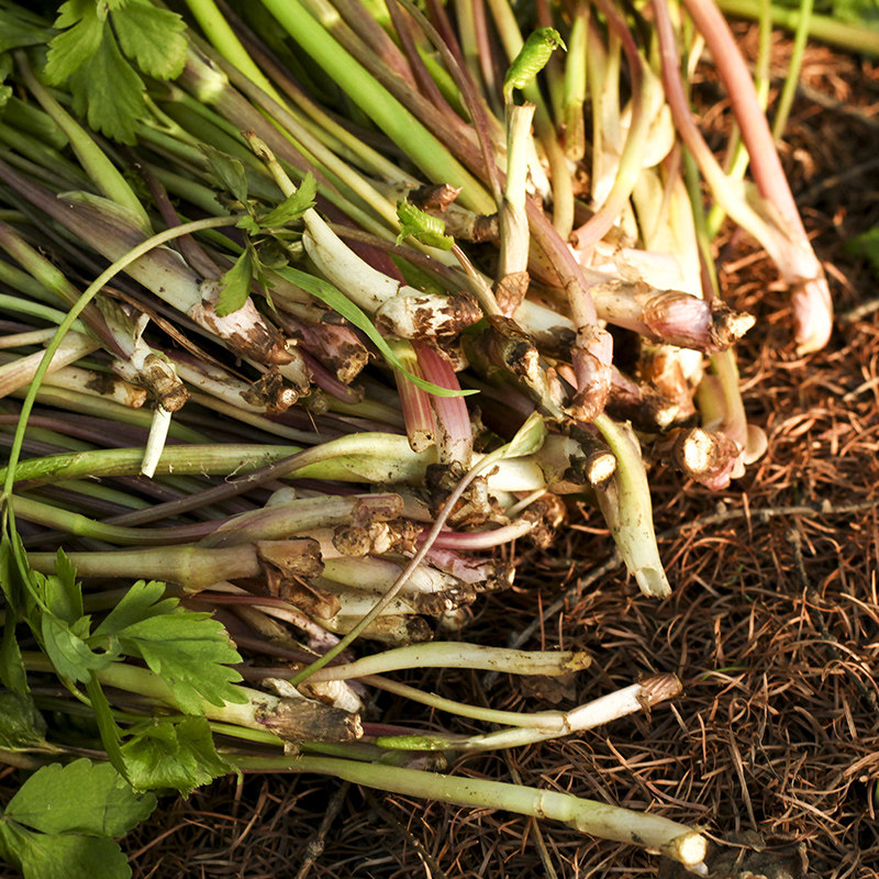 东北特产新鲜野生山山野菜大叶芹山芹菜500克包邮叶菜类