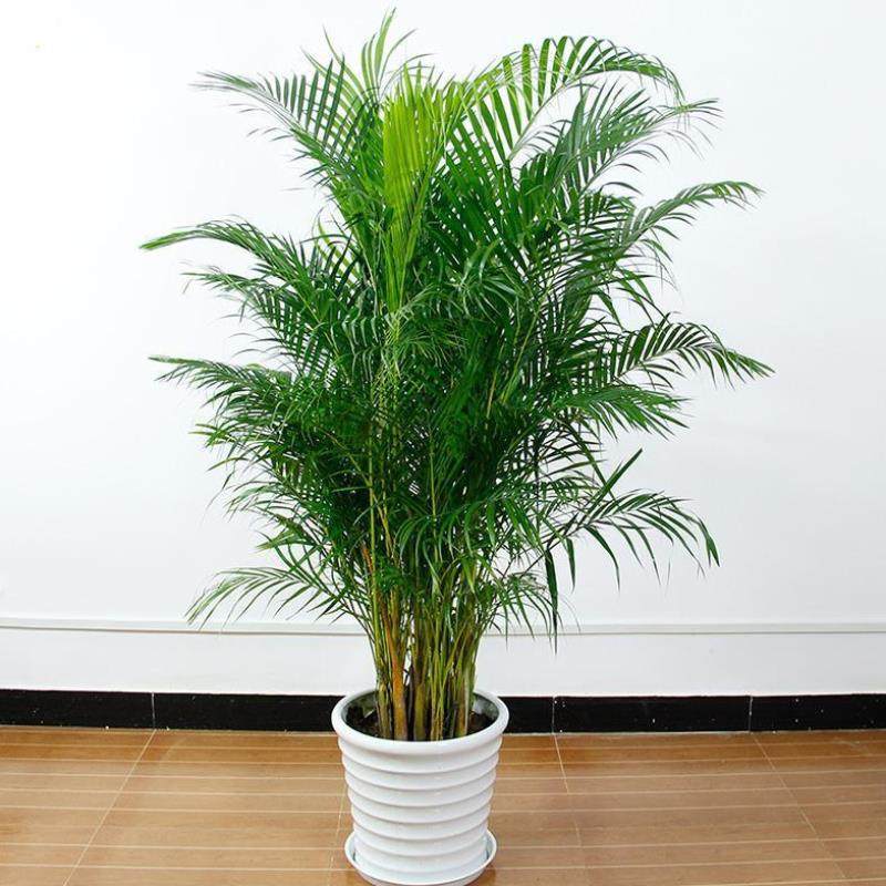 客厅室内绿植大型长青四季甲醛盆栽落地凤尾绿植