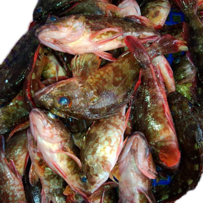 舟山鲜活虎头海钓石九公新鲜水产海鲜海鱼石翁鱼斑鱼