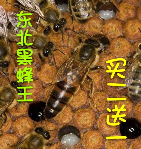 东北黑蜂王种王蜜型高产王产卵王意蜂生产王新开产蜂王活体包邮