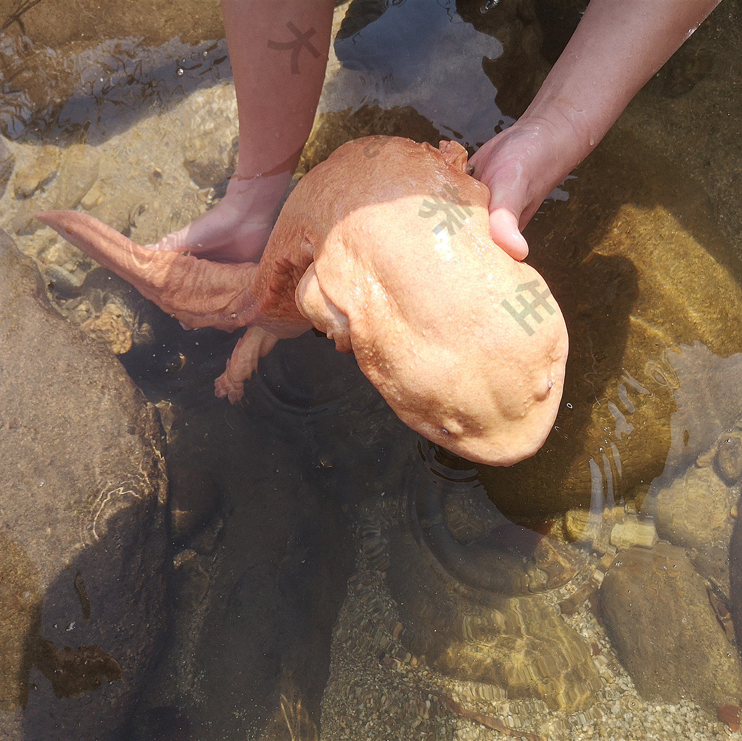 厘米大鲵变异观赏金娃娃鱼白化稀有发财风水高档特许养殖水产