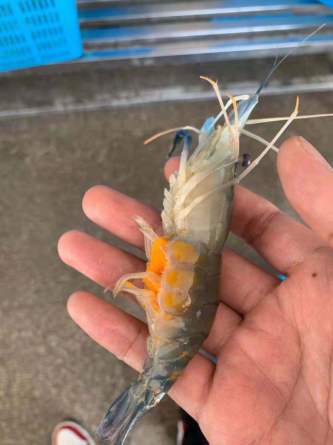 罗氏沼虾活冻海鲜大虾大头虾淡水25斤大罗冻虾