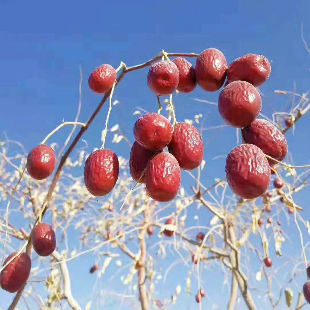 19年新枣5斤装新疆灰枣若羌特级红枣一级原生态未清洗吊干小枣子