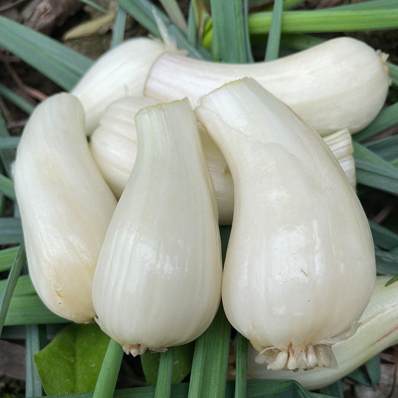 现挖藠头四川特产5斤当季蔬菜农家自种荞头其它