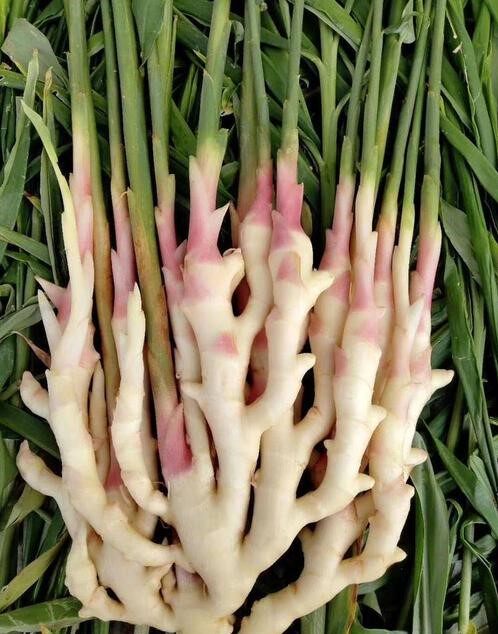 嫩姜小姜蔬菜姜蔬菜醋泡现挖四川生姜5斤姜姜芽生姜