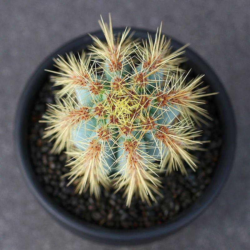 蓝衣柱金青阁一物一拍蓝色仙人柱沙生多肉植物多肉植物