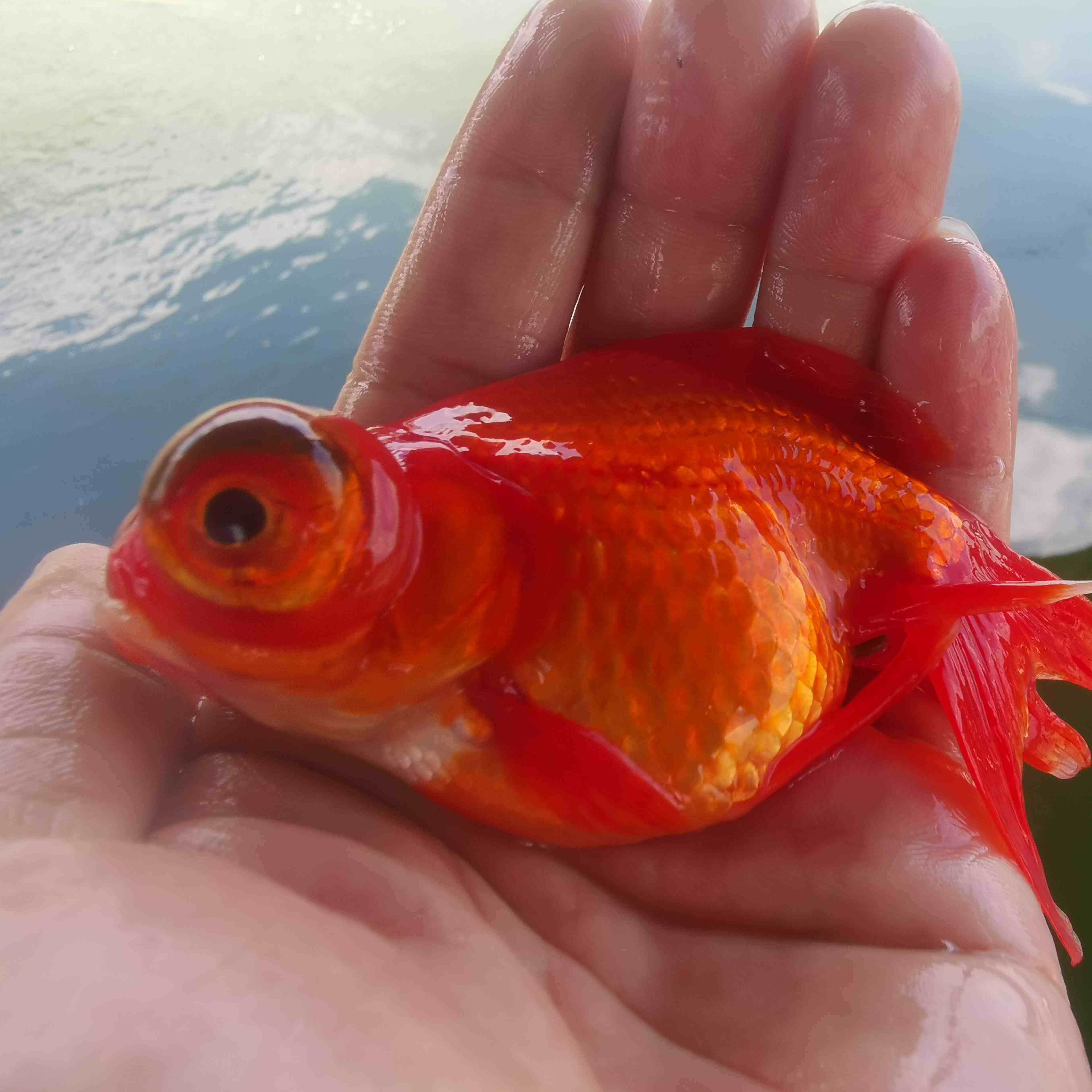 红龙红白黑龙睛花龙睛淡水活体动物金鱼龙凤吉祥鱼