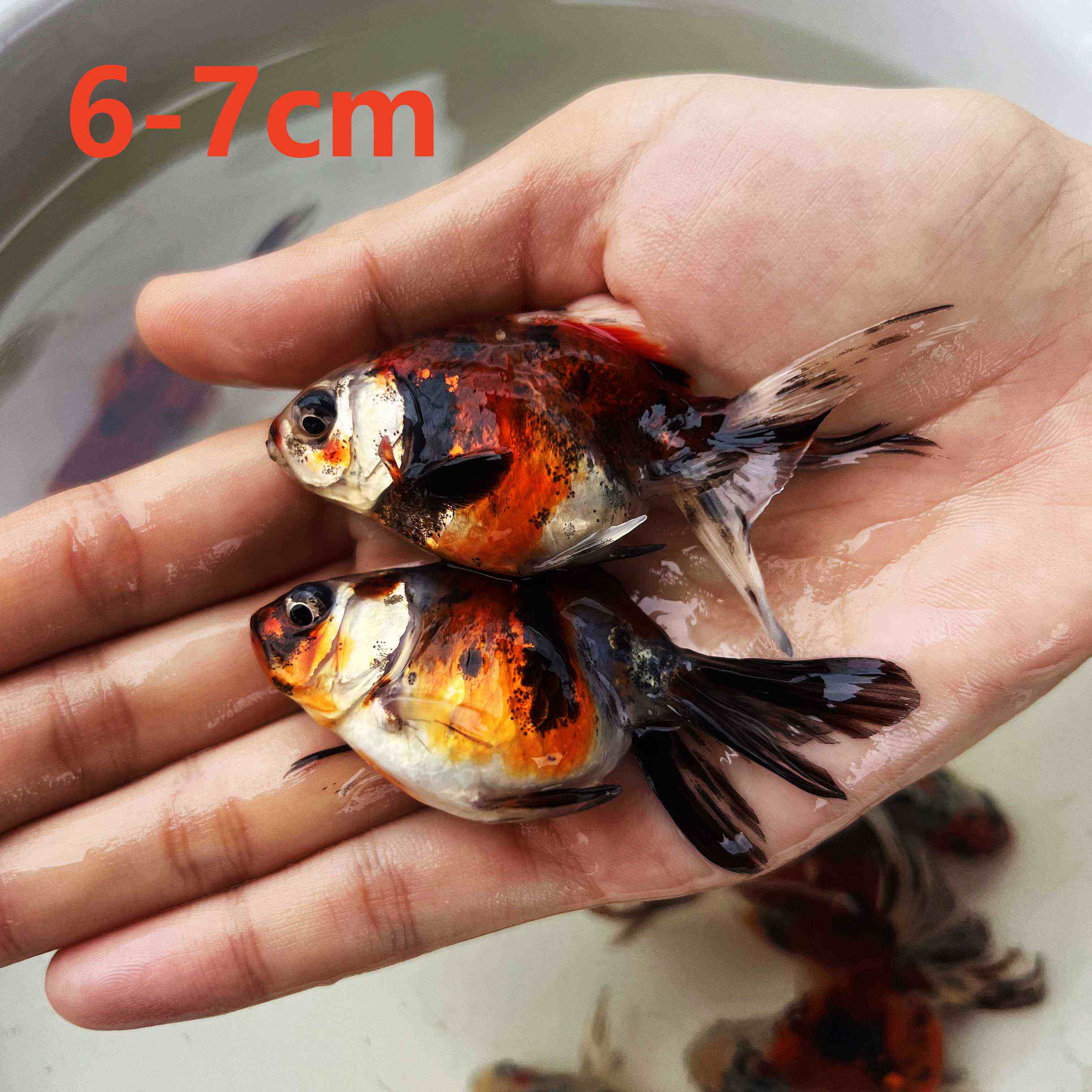 五花金花镏金流金金鱼鱼苗淡水活体宠物观赏鱼鱼