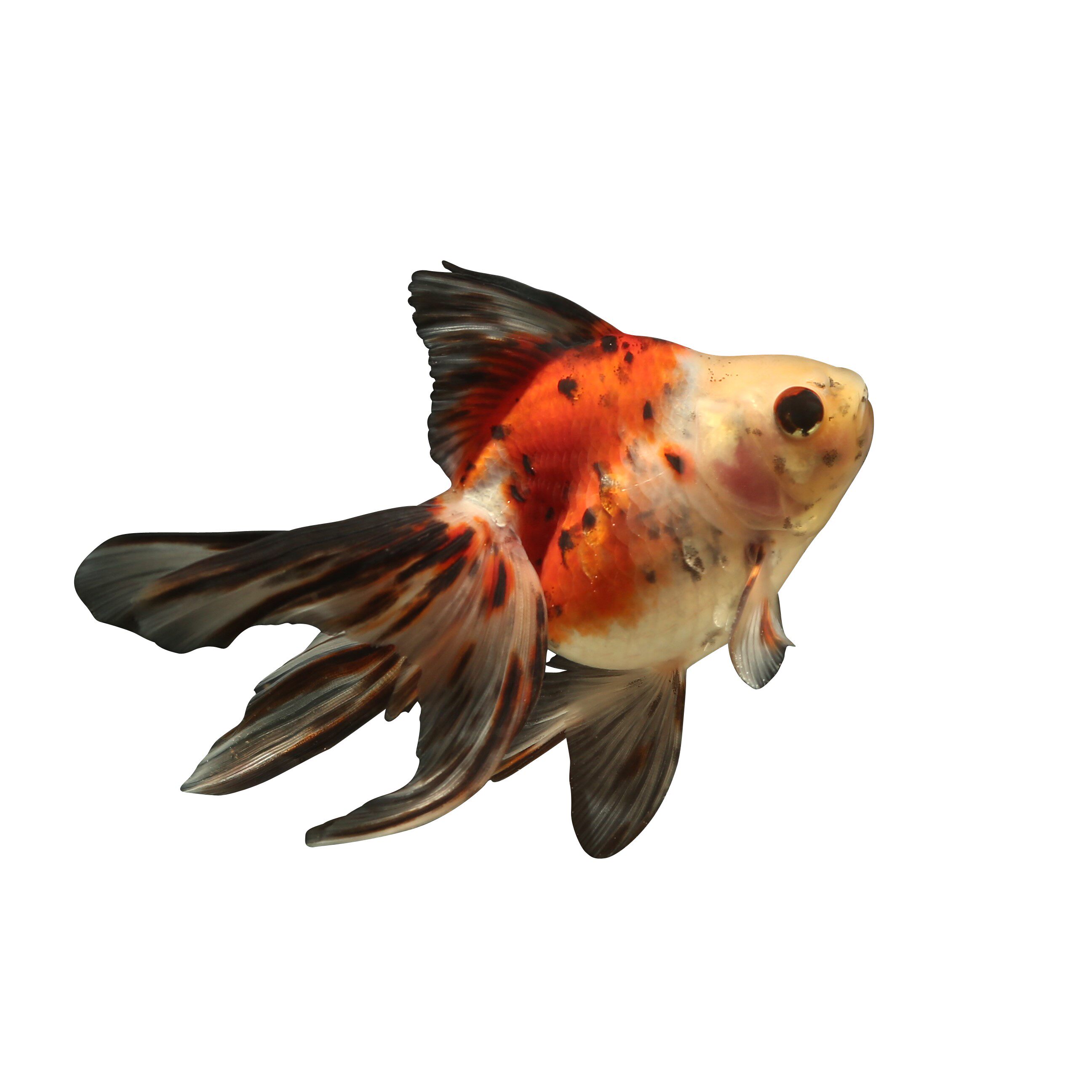 五花金花镏金流金金鱼鱼苗淡水活体宠物观赏鱼鱼