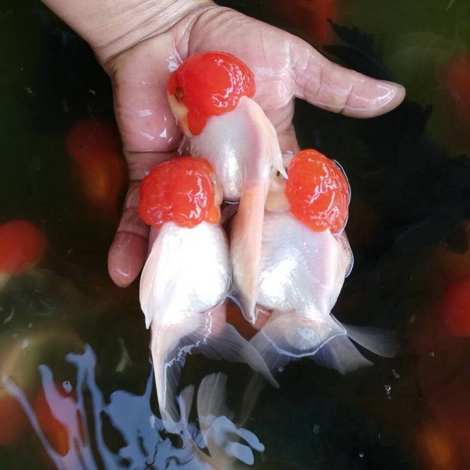 国粹鹤顶红鱼鱼苗丹顶红红红头鸿运当头淡水鱼金鱼鱼