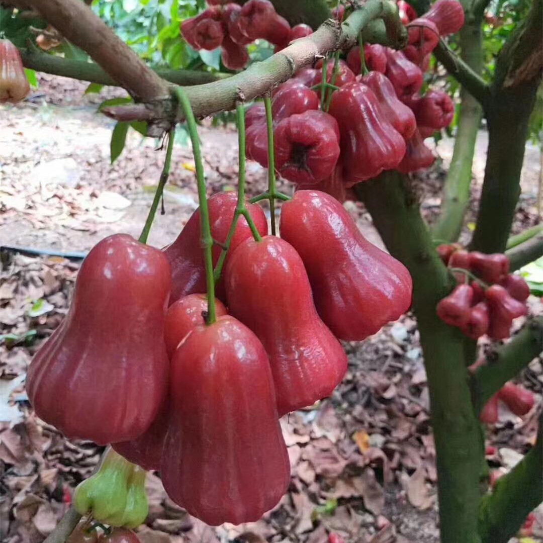 莲雾海南黑金刚新鲜孕妇4斤特大水果热带当季莲雾