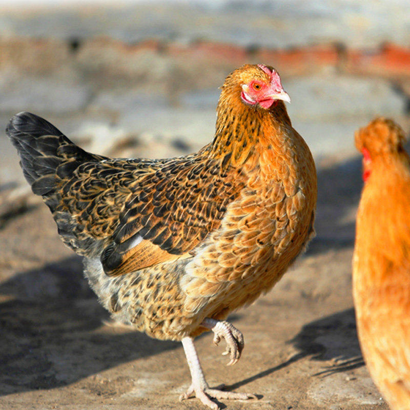发2只土鸡农家散养生鲜正宗2年老母鸡肉新鲜生鸡整只草鸡笨鸡柴鸡