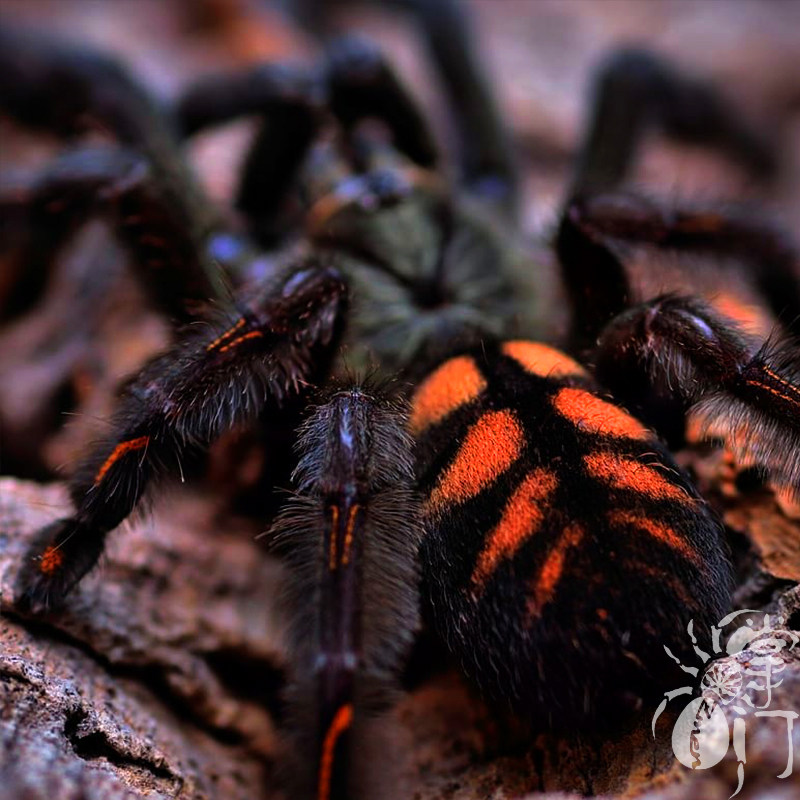 委内瑞拉太阳虎日虎宠物蜘蛛活体捕鸟闪电虎经典树栖其它水族宠物