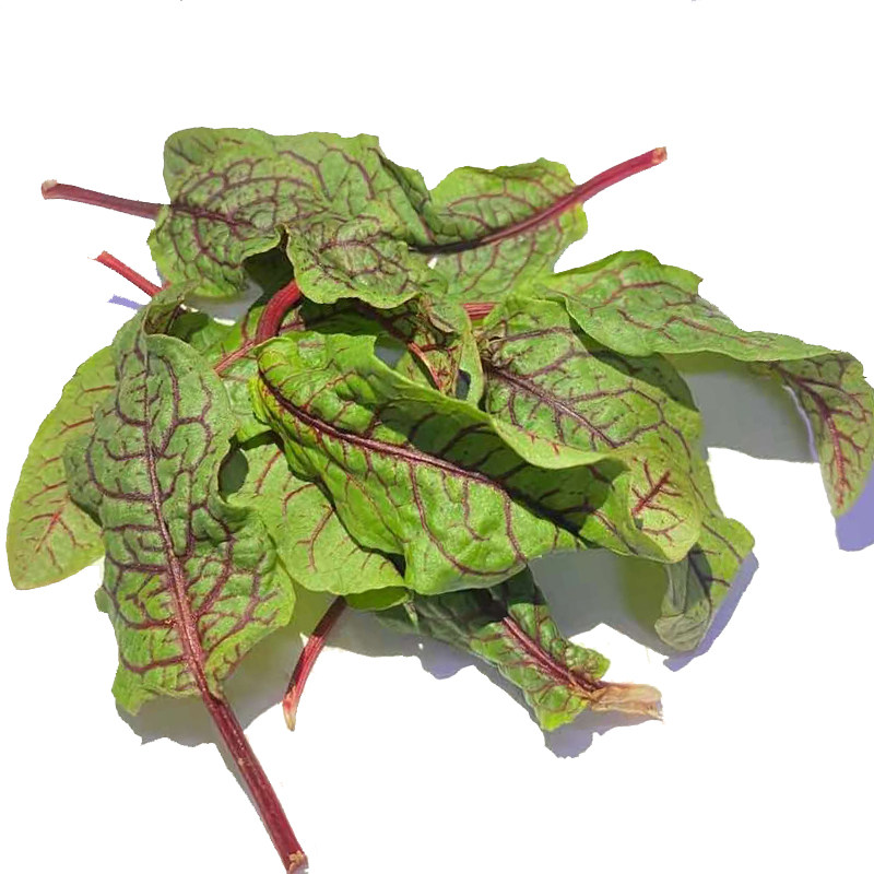 新鲜酸模叶40片食用红酸草酸膜叶酒店西餐日料叶菜类
