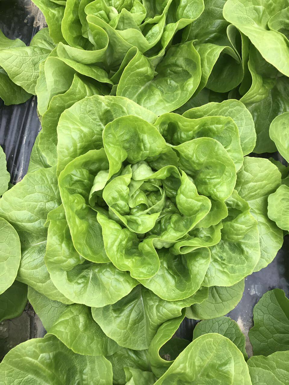 绿食者 奶油生菜250g 新鲜蔬菜沙拉食材 西餐配菜 波士顿生菜