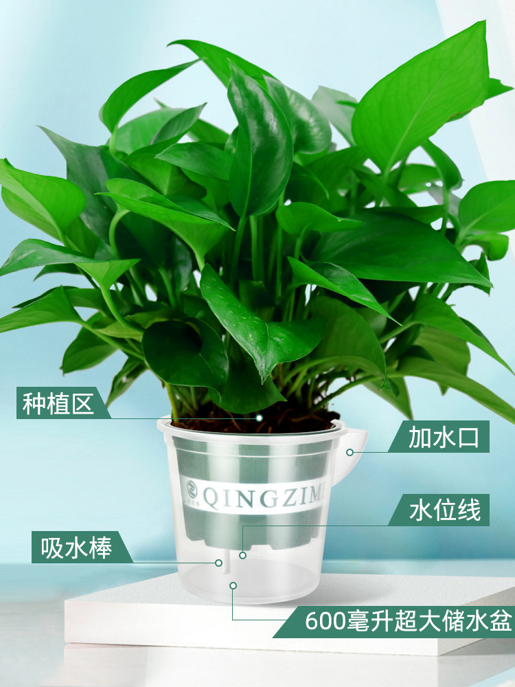 自动吸水绿萝花盆专用控根储水水盆室内好看花盆