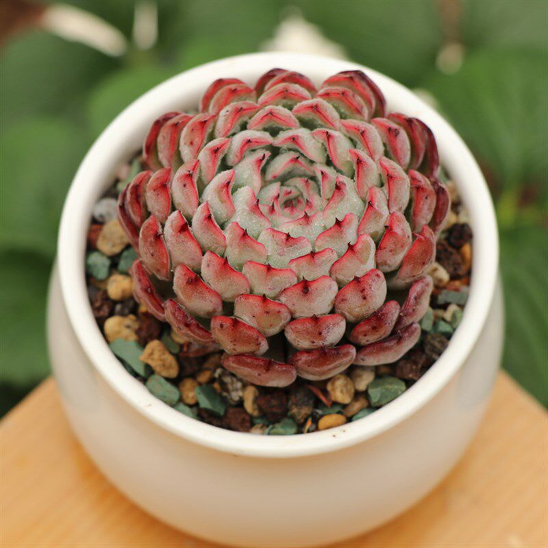 韧爪多肉网红群生植物爪系物韧爪带暗纹多肉植物