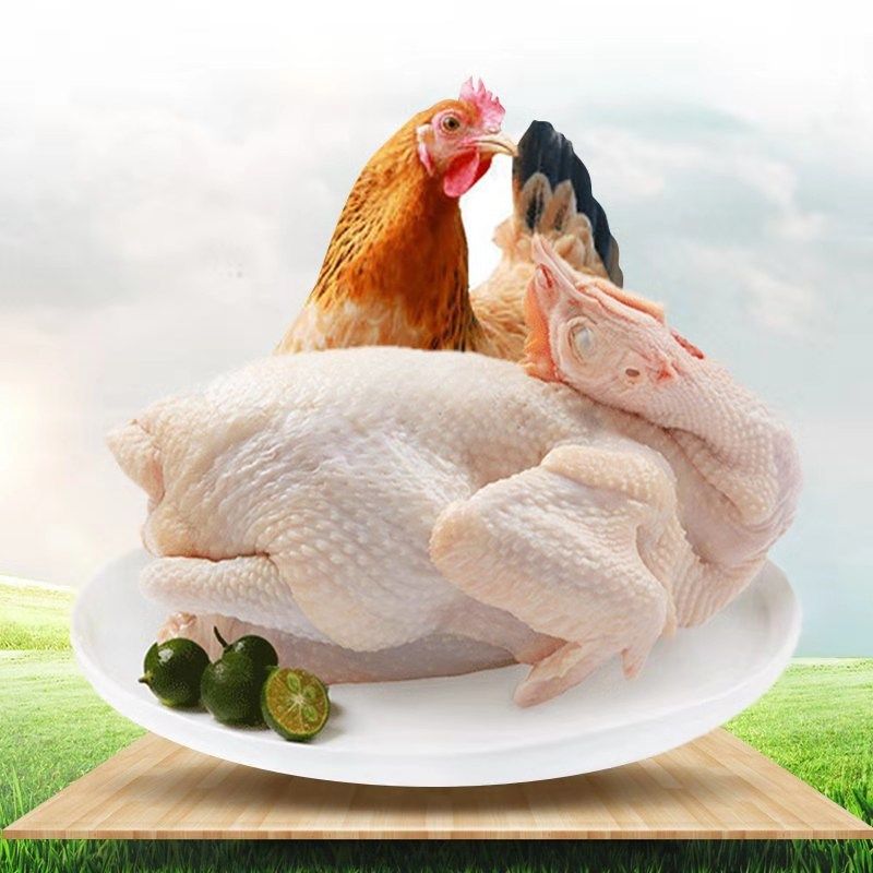 土鸡670g山鸡草鸡柴鸡走地散养农家3只一只整鸡