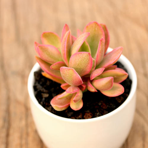 精品货多植物朝霞爱德爱德华华锦阳台趣味盆栽多肉植物