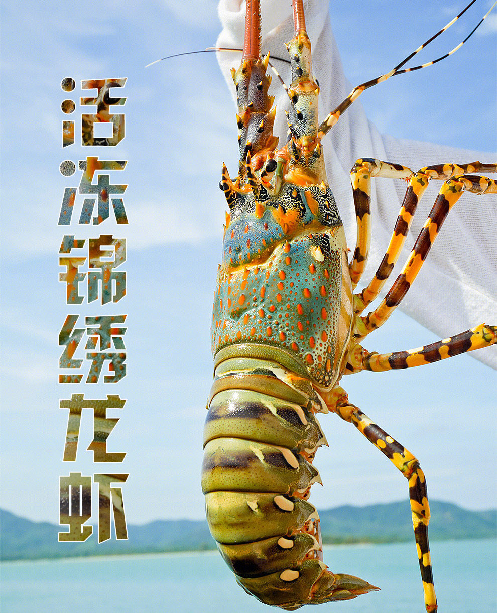 澳洲澳洲龙龙虾生冻水产花龙澳龙单只海鲜冻虾冻虾