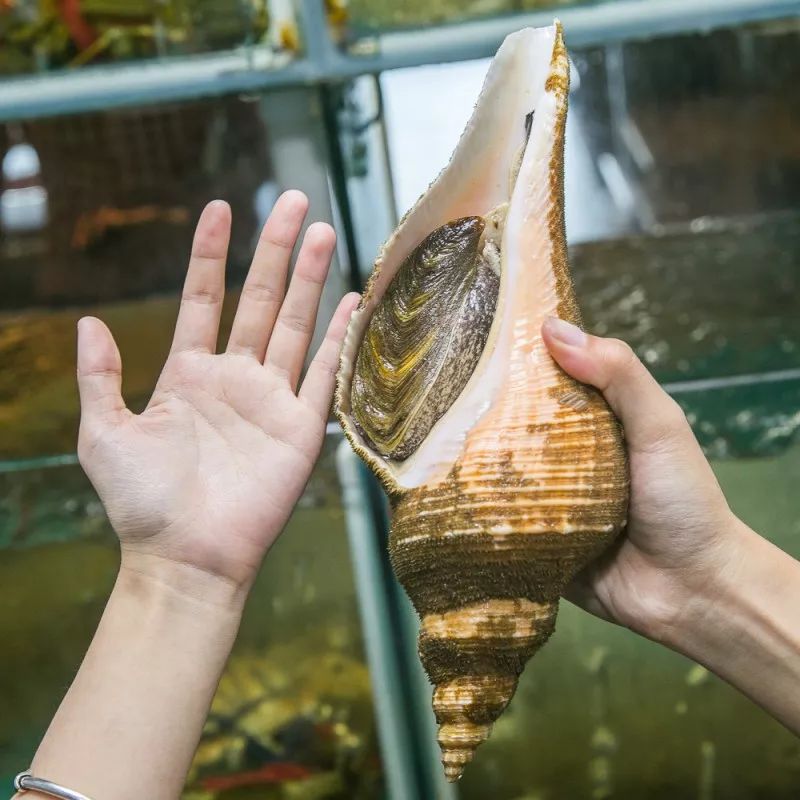 海螺鲜活潮汕大响超大角螺活体海鲜水产一斤海螺