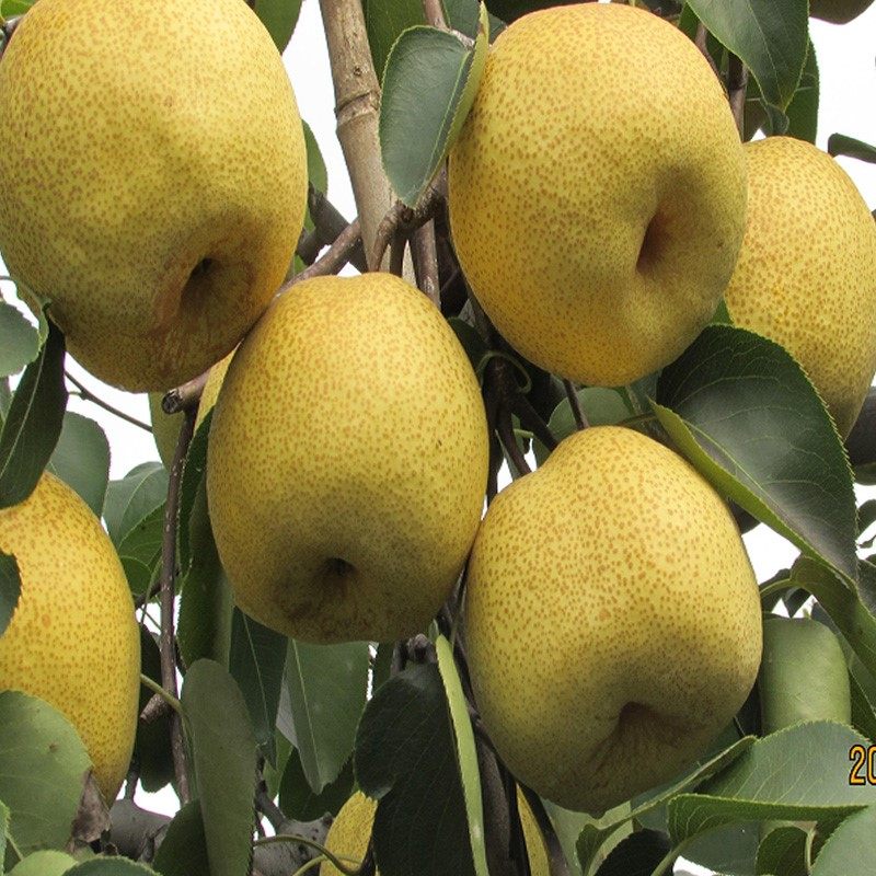 安徽正宗砀山酥梨 砀山梨 贡梨 10斤现摘水果新鲜梨子香梨 雪梨