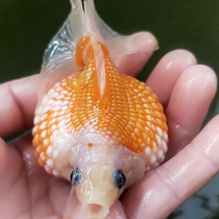 珍珠活鱼观赏鱼活体鼠头红白五花皇冠金鱼冷水鱼