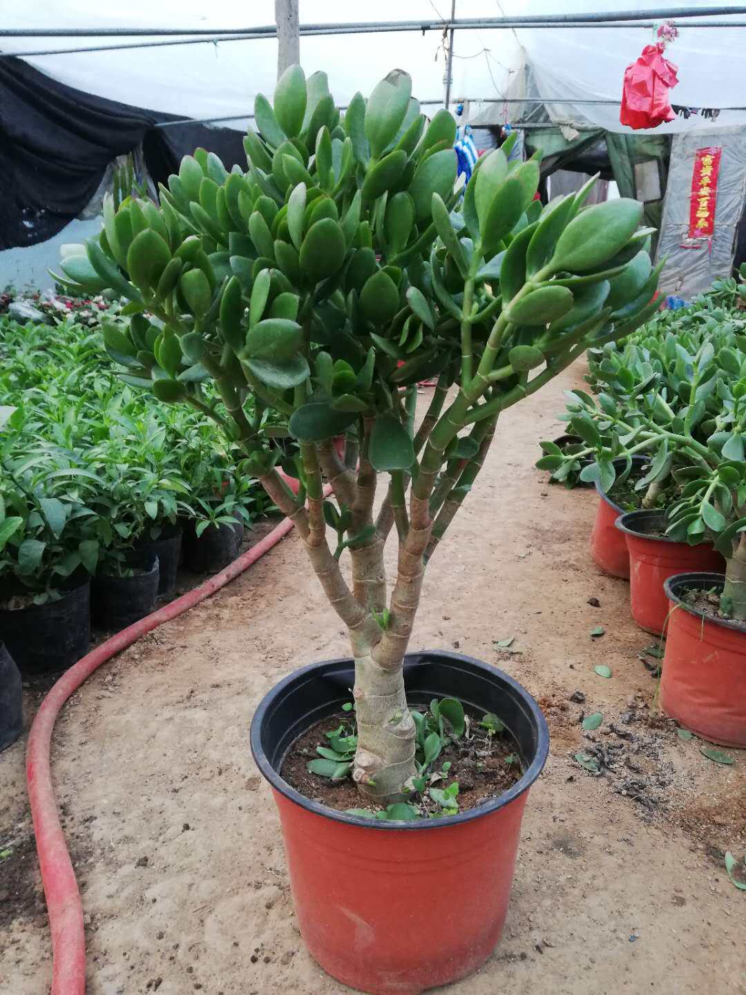 玉树盆栽苗老桩大叶植物多肉燕子金枝玉叶室内客厅多肉植物