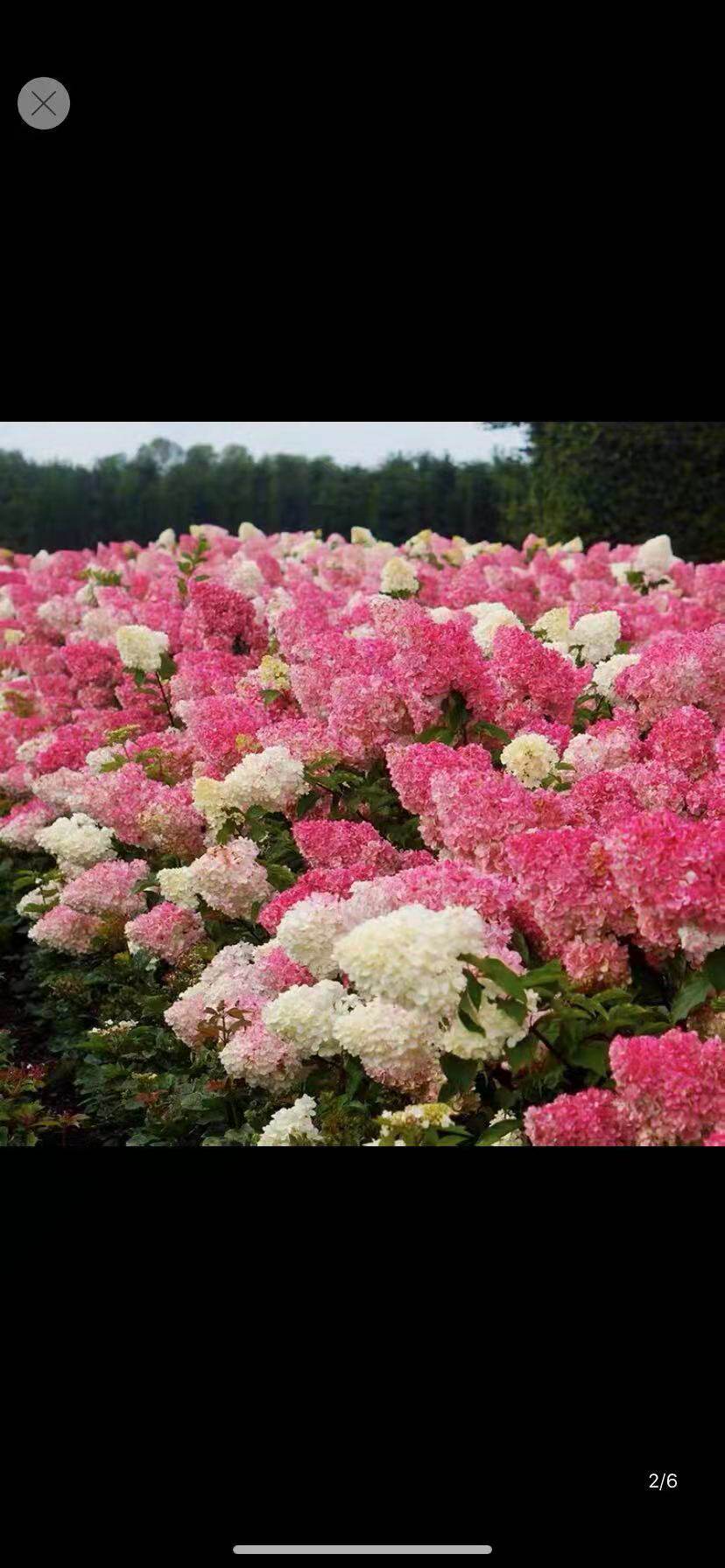 香草草莓活力青柠圆锥绣球绣球