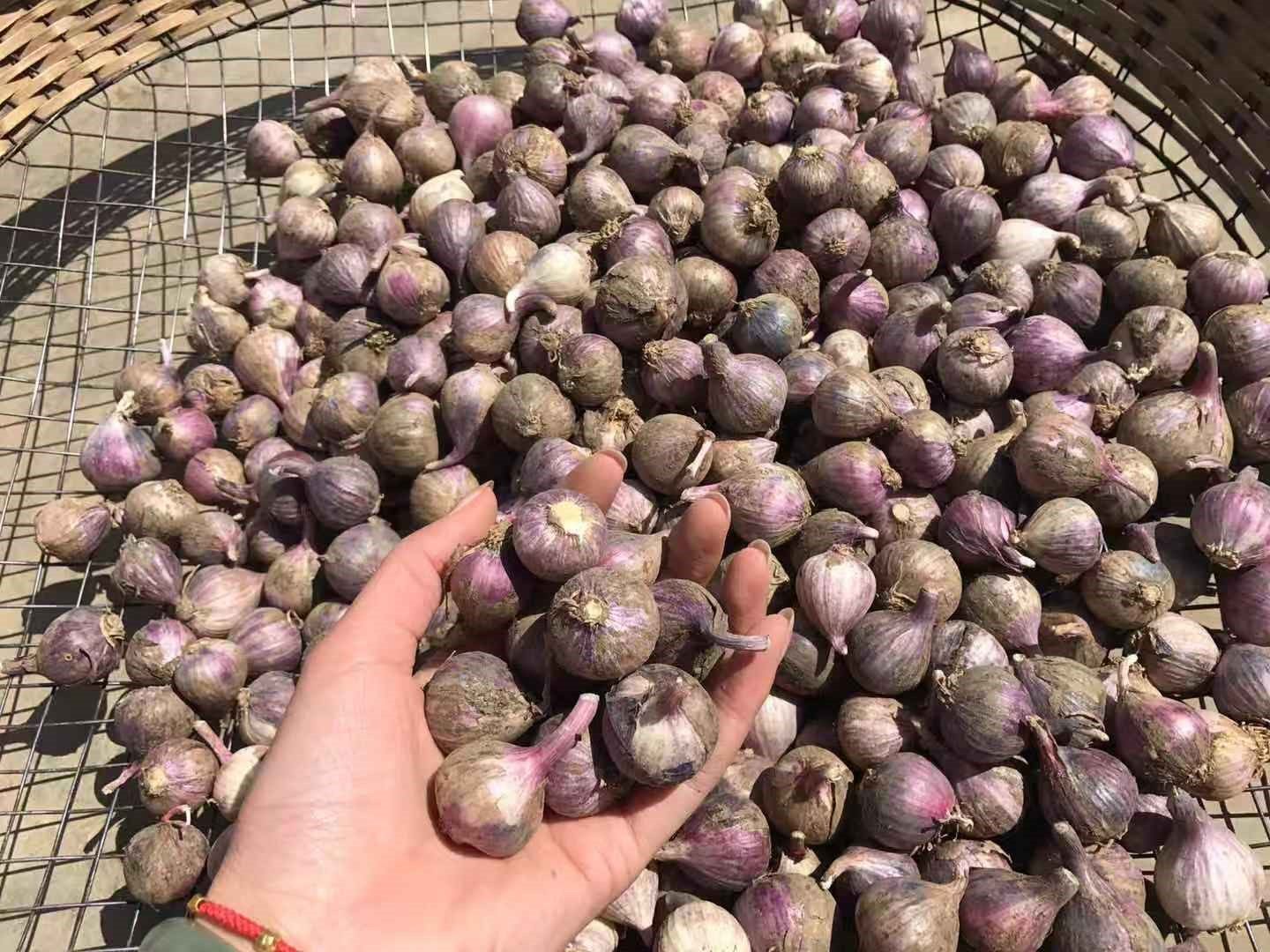 蒜头干蒜1斤新鲜2019云南紫皮珍珠蒜小独头大蒜