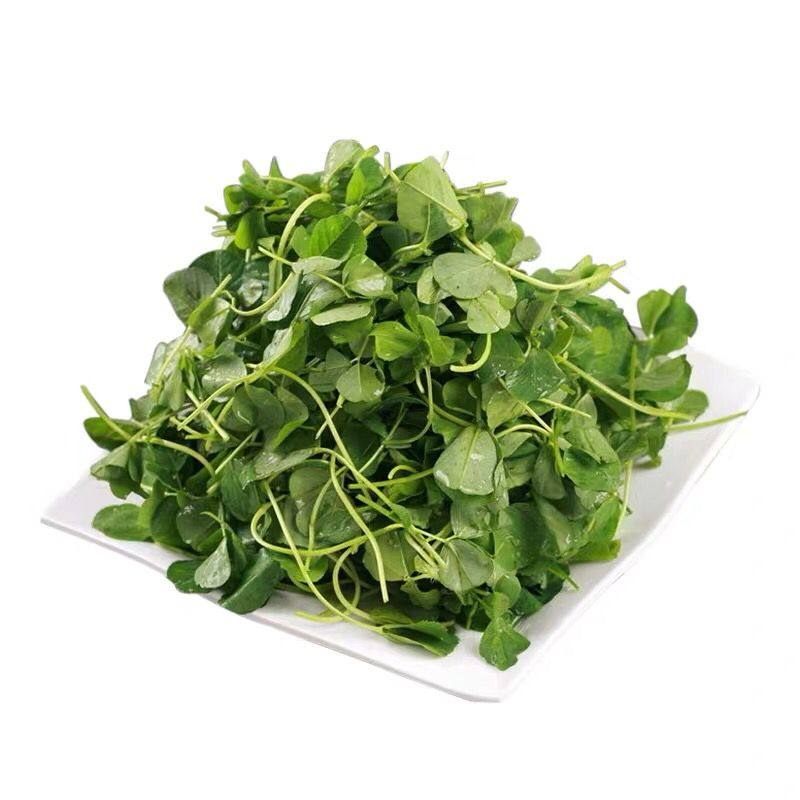 草头菜新鲜金花菜野菜三叶菜秧草现割现卖带箱1000g份