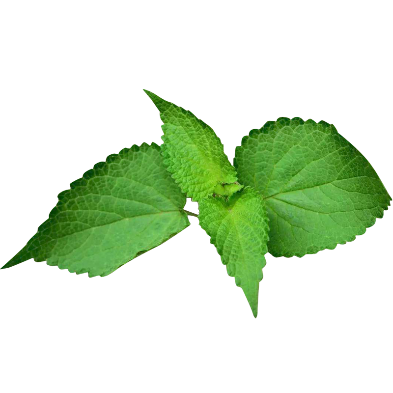 四川新鲜藿香叶鱼香叶农村自种鱼香菜泡茶做菜霍香叶子500净重